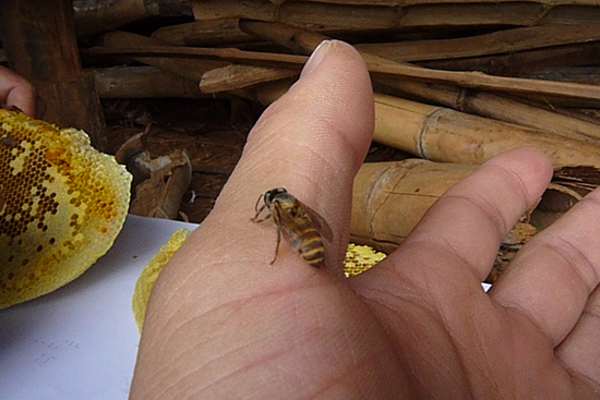 アジアミツバチ