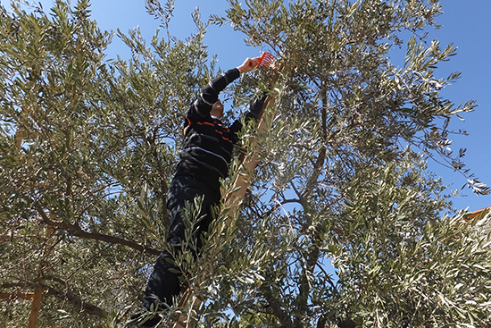 ramallah20141204_b