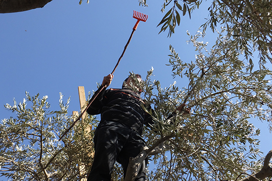 ramallah20141204_c