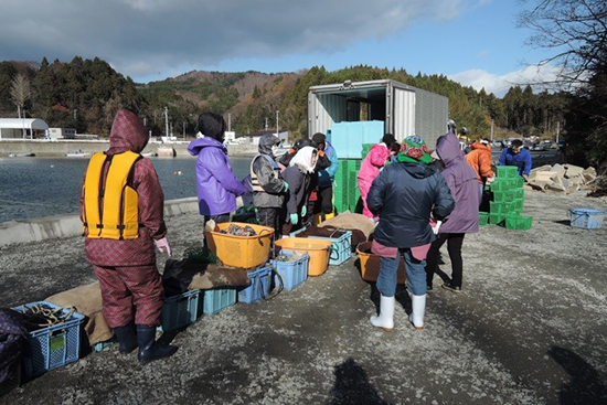 浜での作業を取材