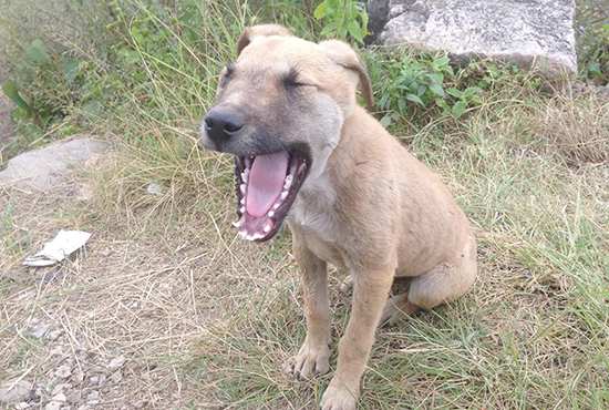 子犬ものびのび