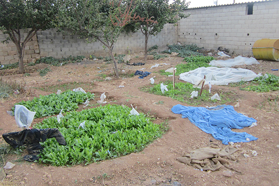 4世帯が住む建物にある土地を、4分割してそれぞれの世帯が野菜を栽培している。どの世帯も女性達が家庭菜園を担当。