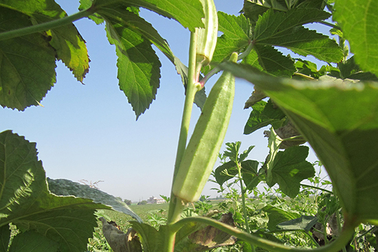 配布した種から育ったオクラ