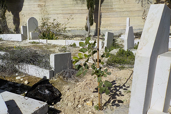 祖父のお墓にイナゴマメを植える環境クラブの学生