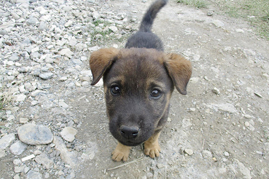 これが襲い掛かってくるという凶暴な犬、ではなく道にいた子犬。かわいさだけでできている。