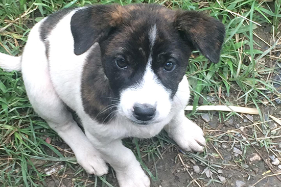 近所の人からもらった子犬。とにかくいつも走り回っていた。