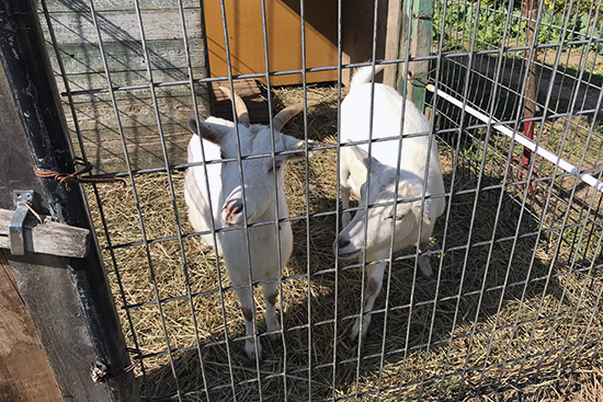 農園にはやぎ、馬、牛も