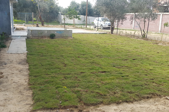芝生を敷いてきれいになった庭