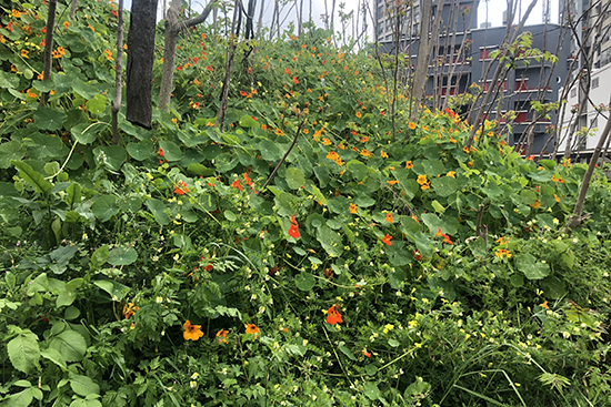 空き地に咲く色とりどりの花（名前は不明）