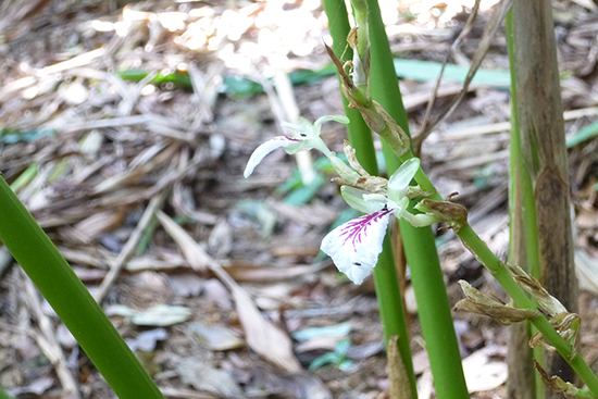 スマワティさんの茶畑のカルダモンの花