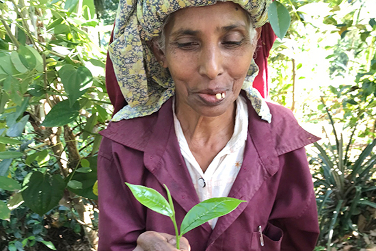 「一芯二葉（若い芽とその下の柔らかい2枚の葉だけ摘む）」で摘んだ茶葉