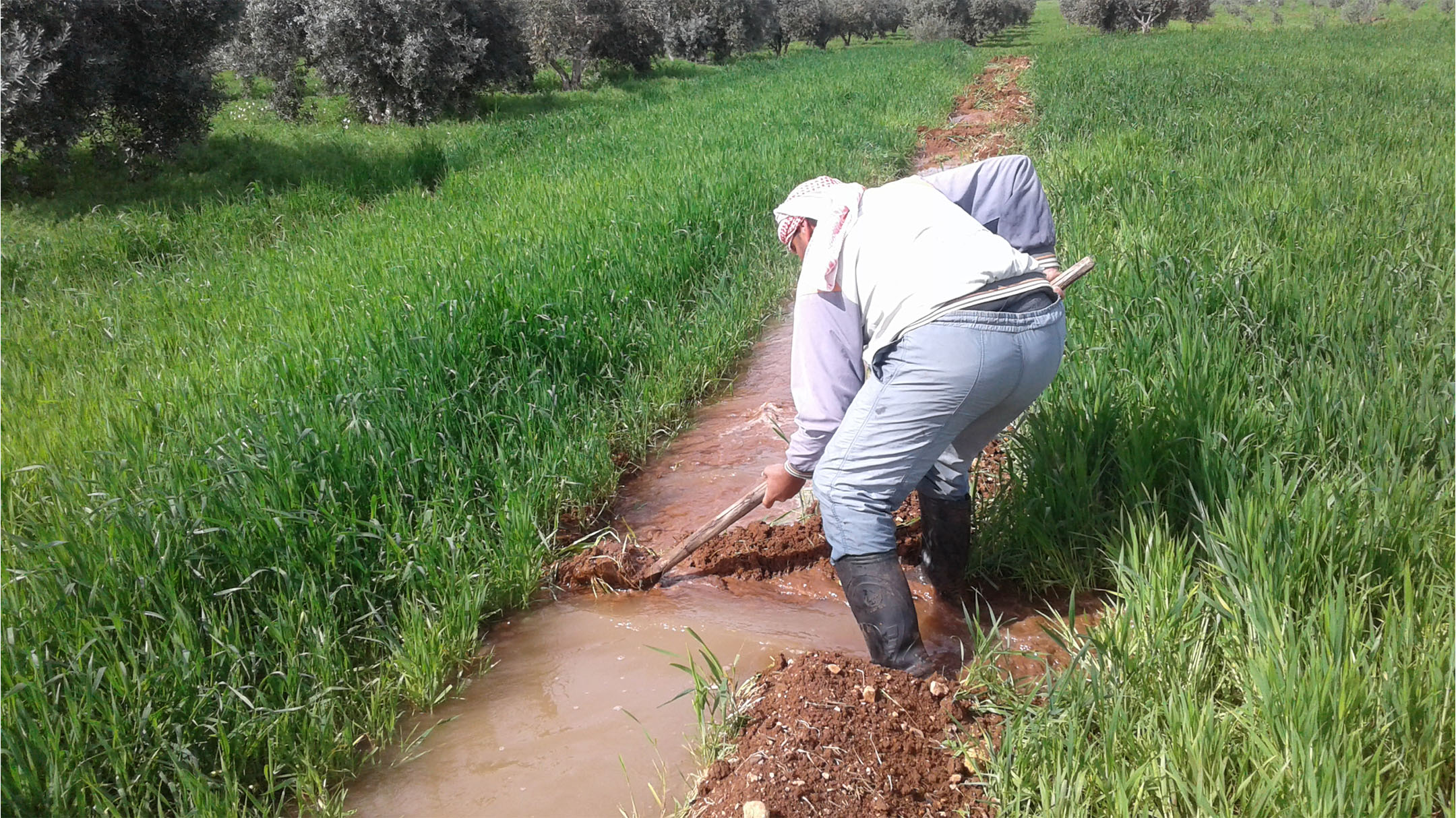 シリア農業支援ご報告―小麦・野菜が育っています！